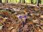 Sötétlila pókhálósgomba (Cortinarius violaceus), Őrség